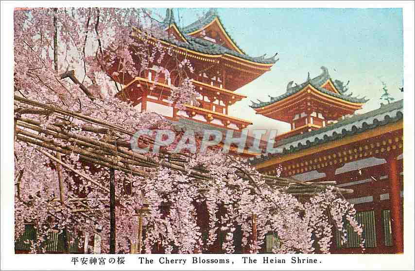 CPA The Cherry Blossoms The Heian Shrine 