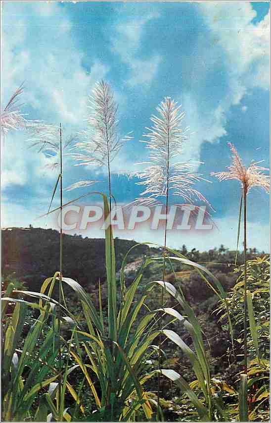 CPM Martinique Canne a sacre en flecites Sugar cane flowers 