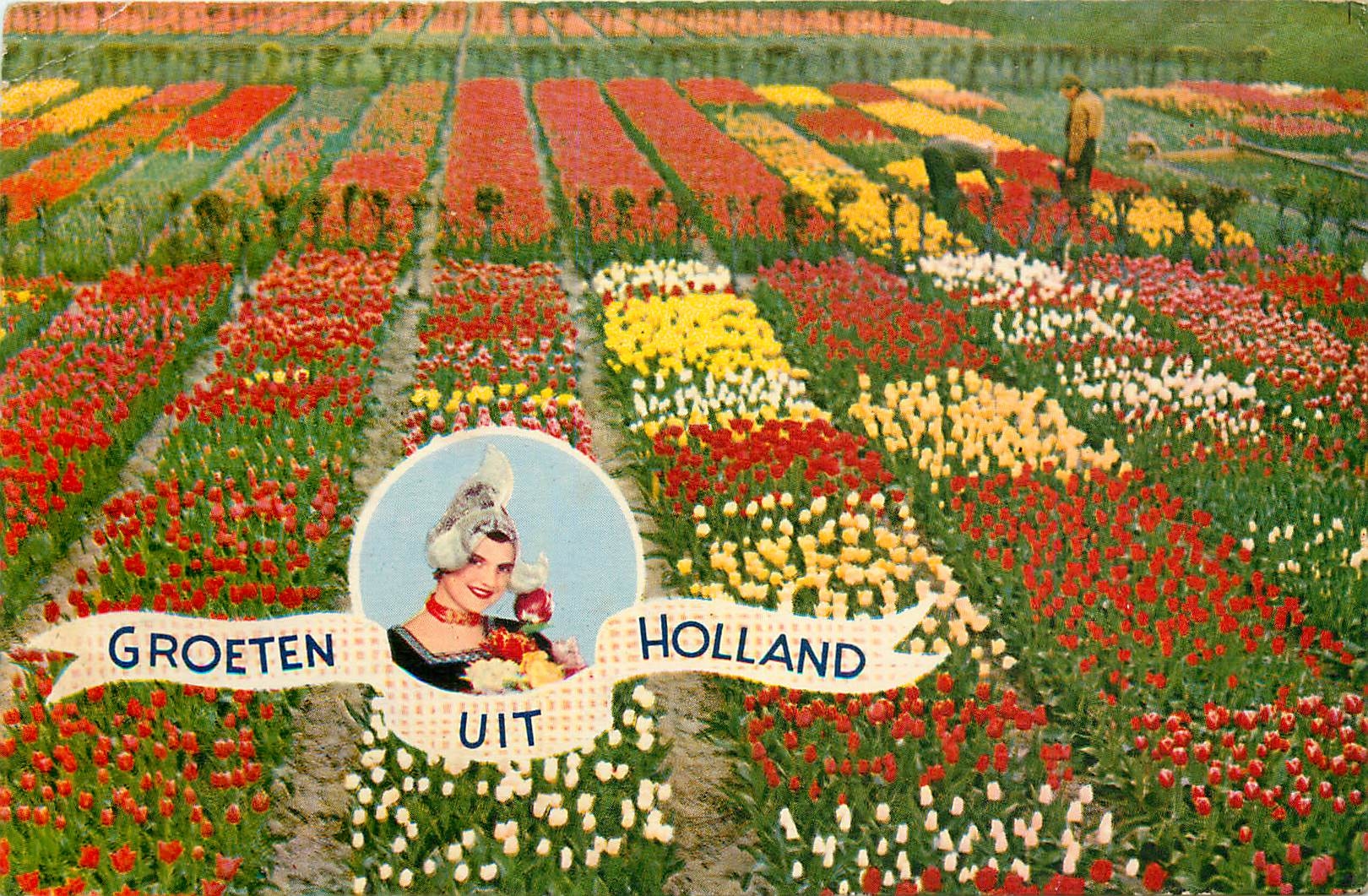 CPA Groeten uit Holland La Hollande en parure des Fleurs 