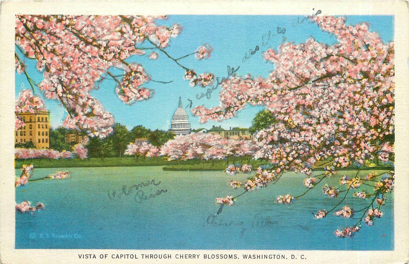 CPA Vista of Capitol through Cherry Blossoms Washington DC 