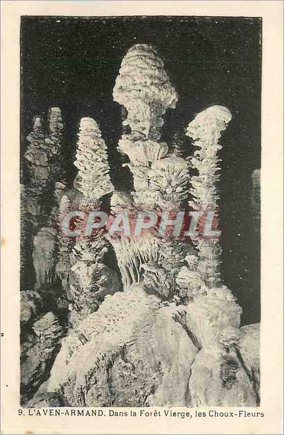 CPA L'Aven Armand Dans la foret Vierge les Choux Fleurs 