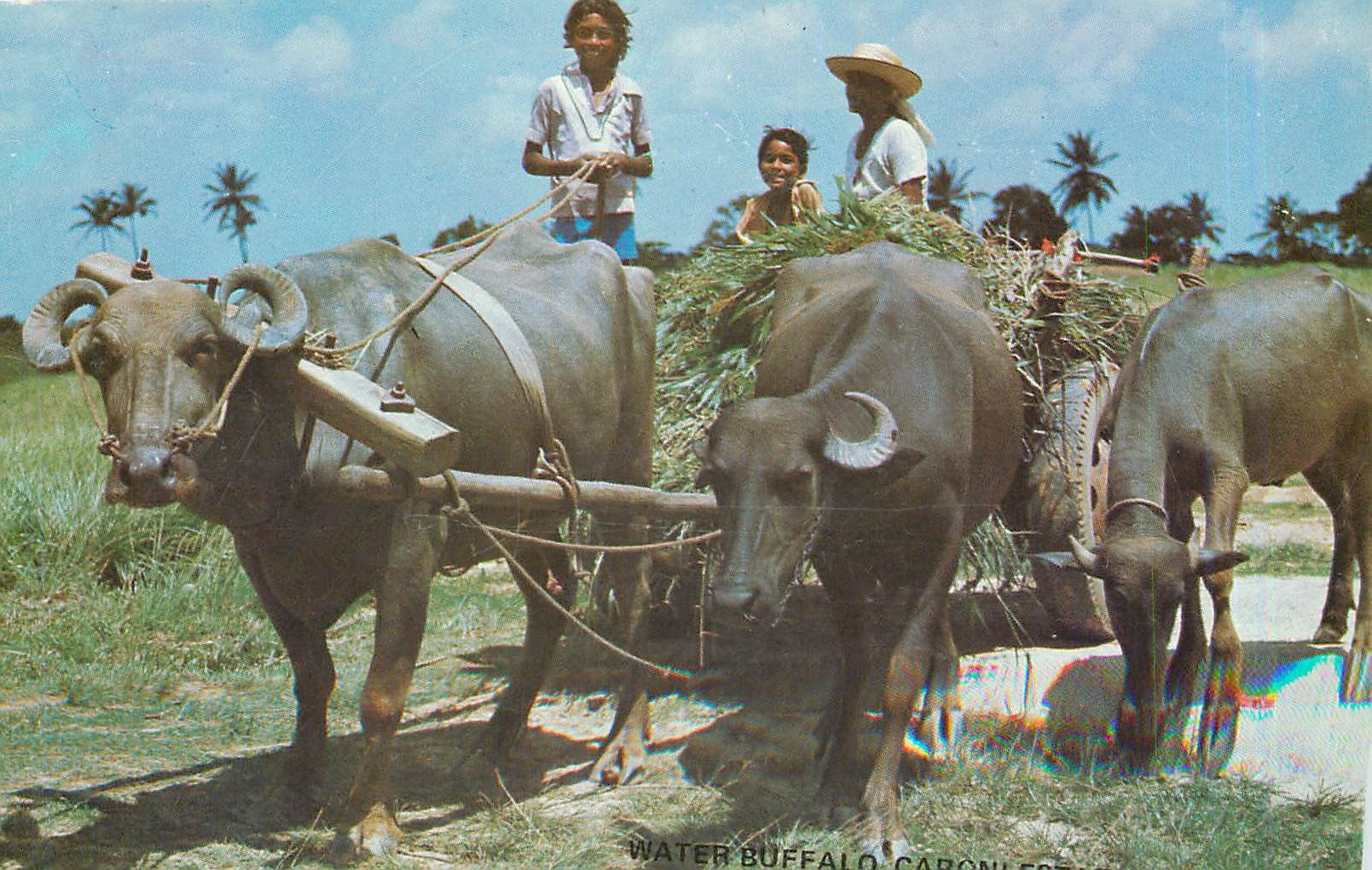 CPA Water Buffalo can be seen in many parts of rural Trinidad pulling cane carts grass and other pro