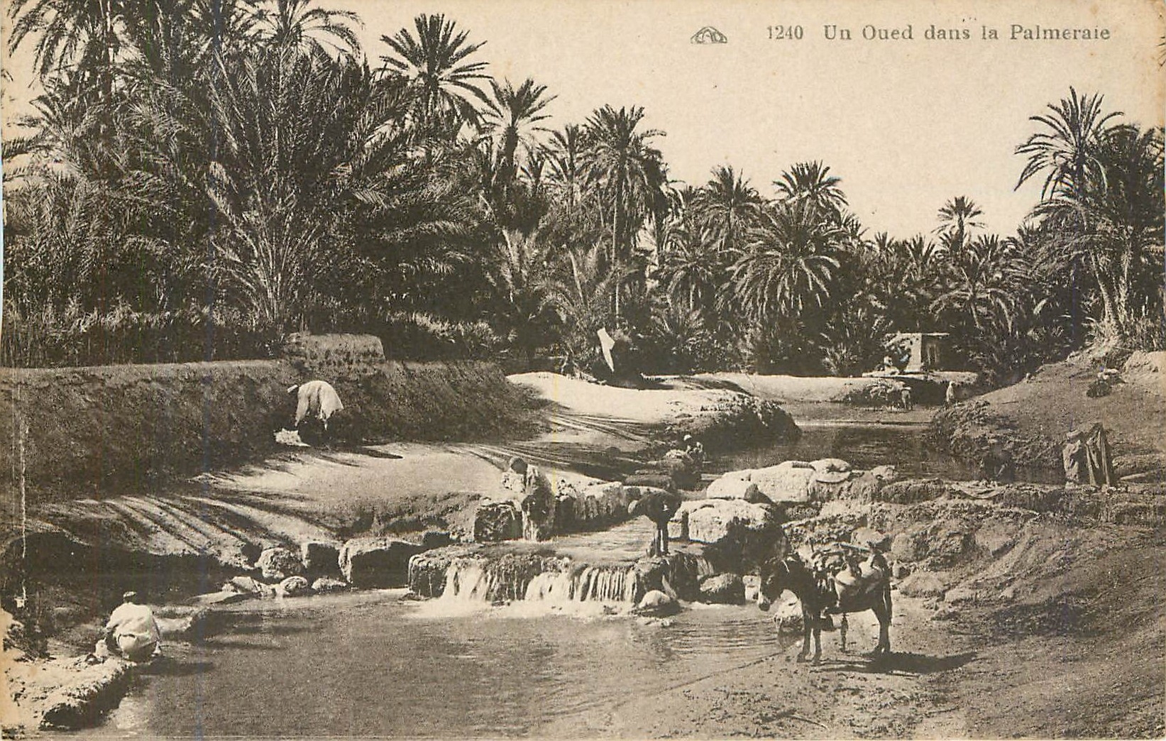 CPA Un Oued dans la Palmeraie 