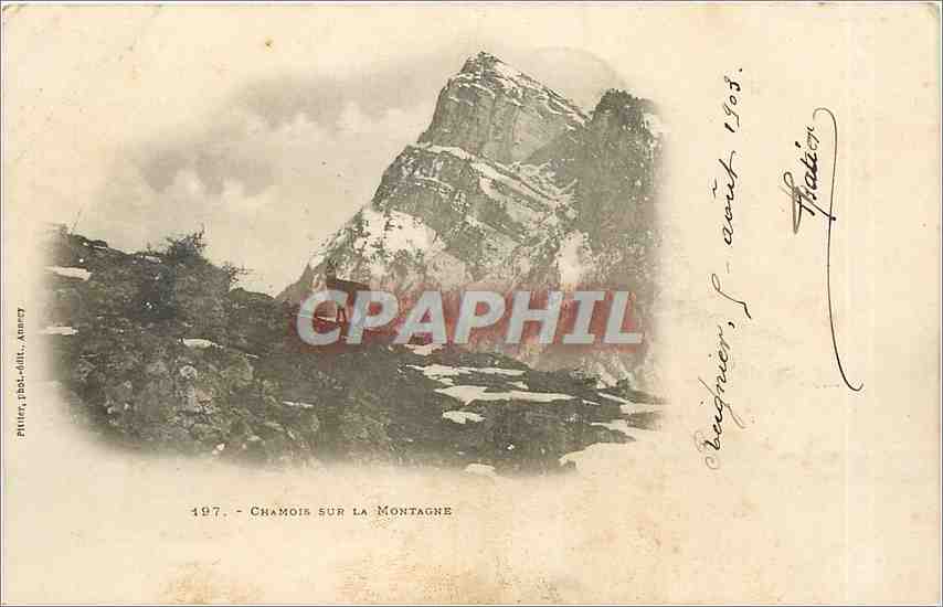 CPA Chamois sur la Montagne 