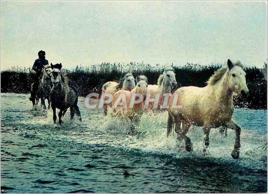 CPM La Camargue Pays de ciel bleu et de mirages Manade de chevaux sauvages 