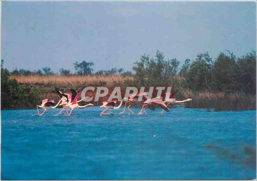CPM La Camargue Pays de ciel bleu et de mirages Vol de Flamants roses 
