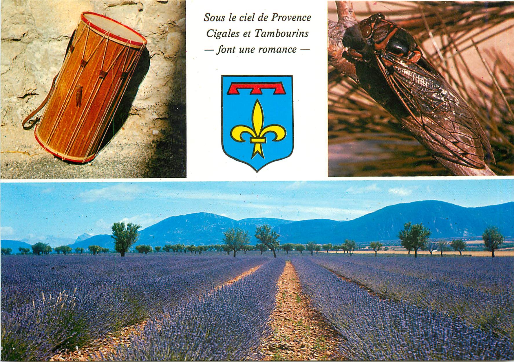 CPM Les Belles Images de Provence Tambourin Cigale Champ de Lavande 