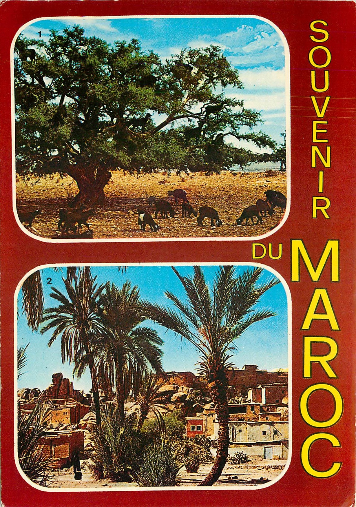 CPM Souvenir du Maroc Chevres sur l'arguanier 