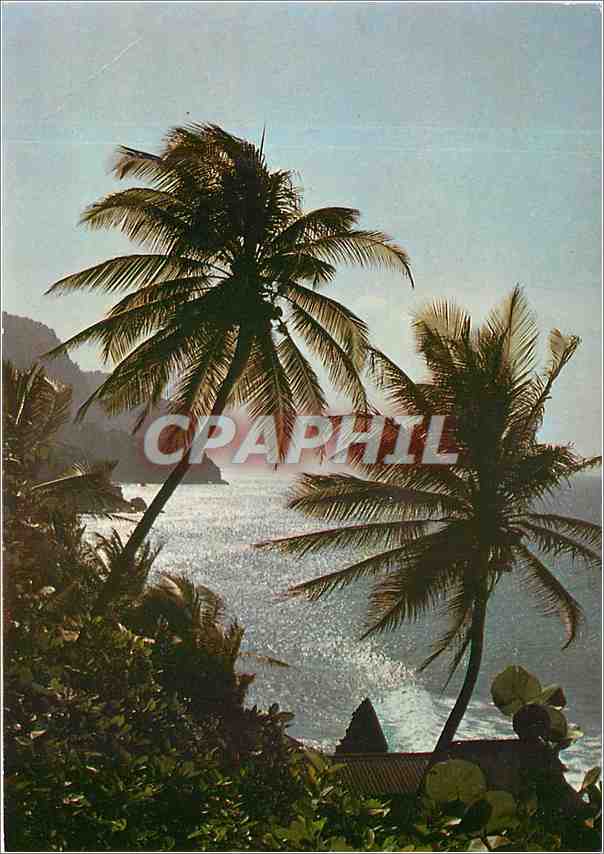 CPM Martinique Grand Riviere Midi Sur le Cap Saint Martin 