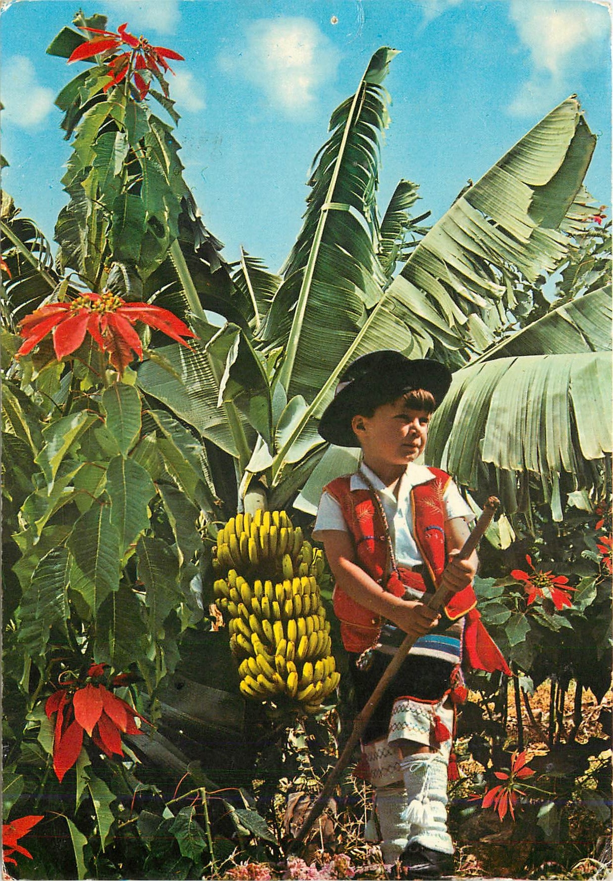 CPM Islas Canarias Plataneras y Florde Pascua 