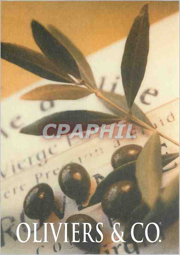 CPM Oliviers Co Feuilles d'olivier au sablon 