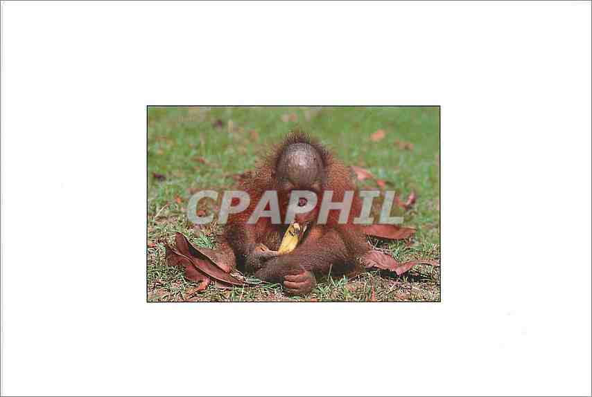 CPM Singe