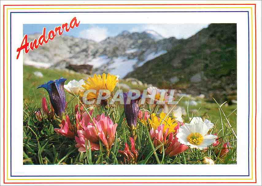 CPA Valls d'Andorra Flors de muntanya 