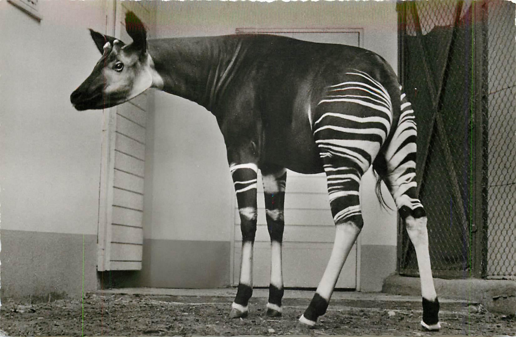 CPA Zoologischer Garten Frankfurt A M Mannliches Okapi Epulu Erstes Okapi in Deutschland 