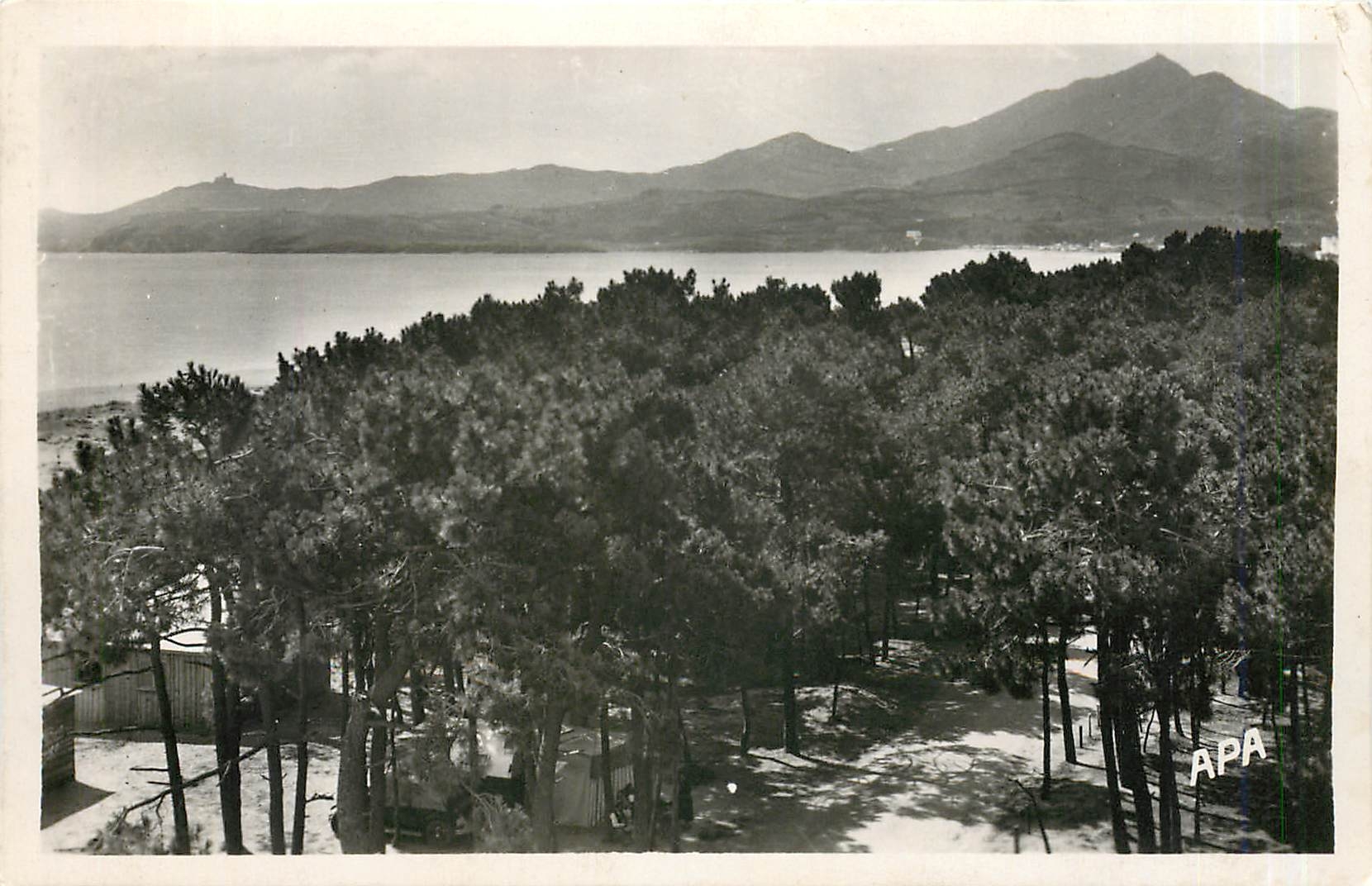 CPA Argeles sur Mer Pyr Or Les Pins la Mer Montagne 