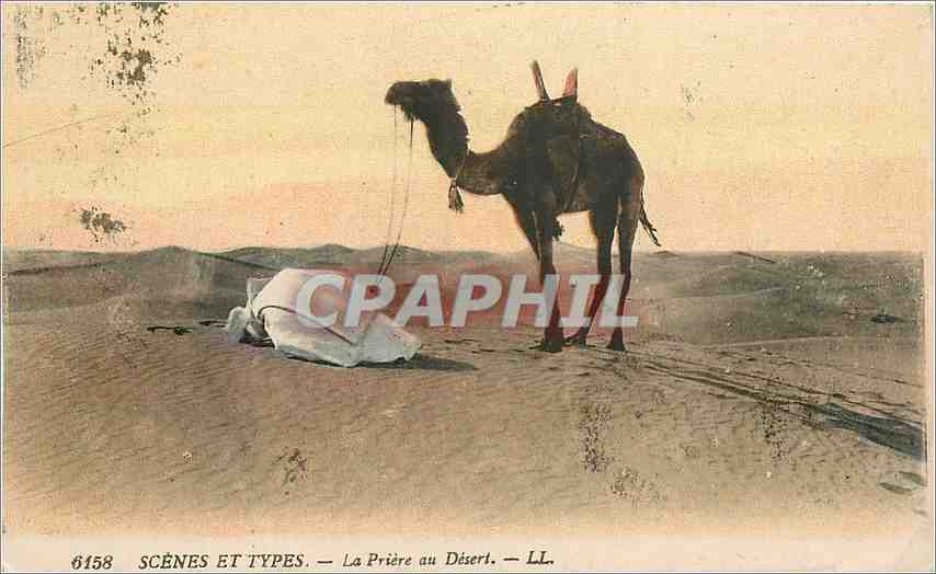 CPA Scenes et Types La Priere au Desert  Chameau
