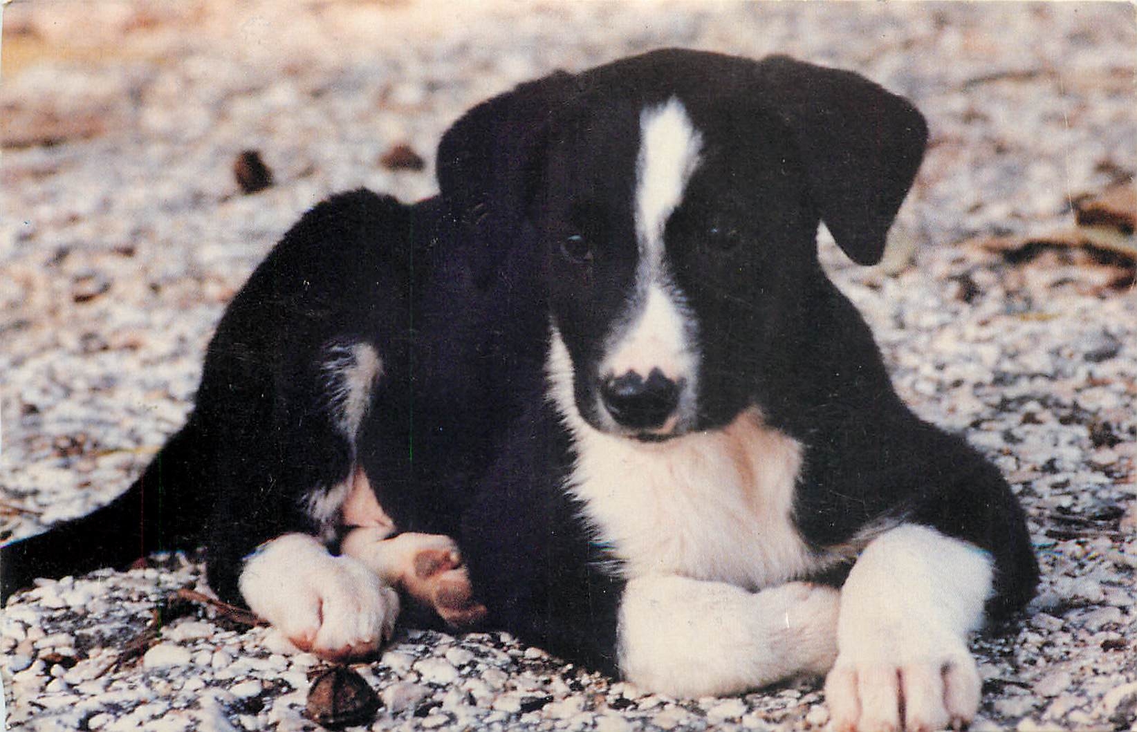CPM Sauve un chien portugais 