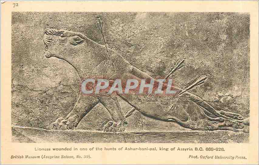 CPA Liones Wounded in one of the hunts of Ashur bani pal King of Assyria Lion