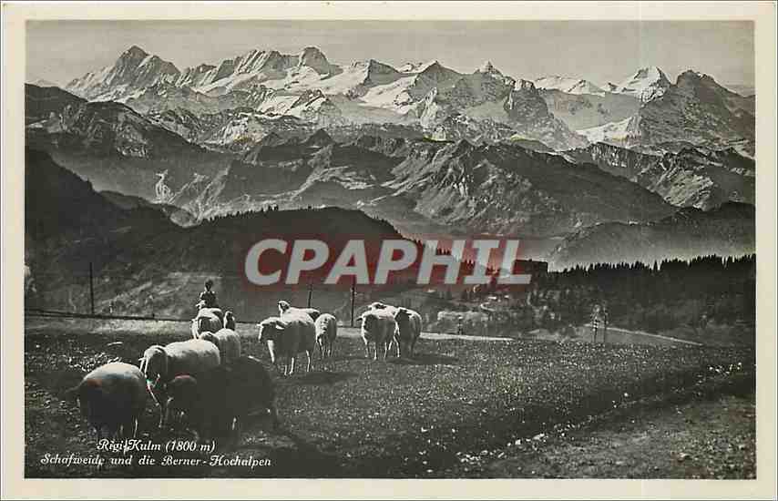 CPA Rigi Kulm Schafweide und die Berner Hochaipen Moutons