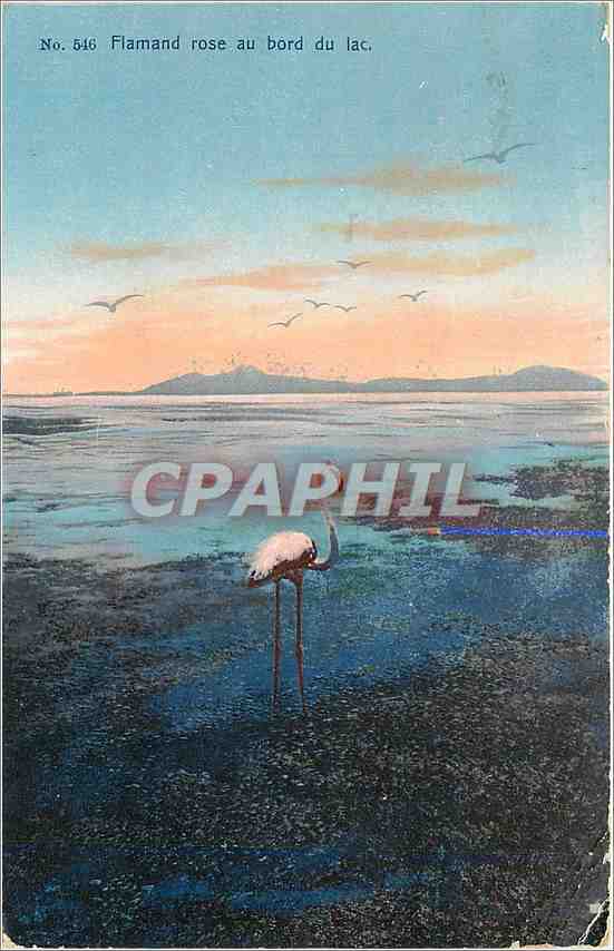 CPA Flamande rose au bord du lac