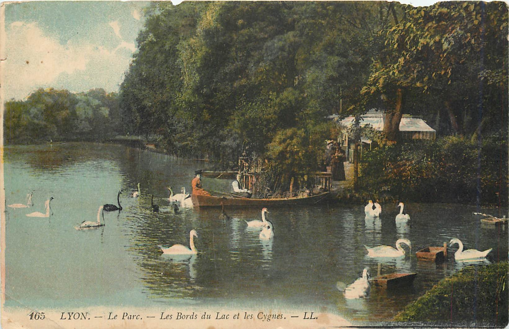 CPA Lyon Le Parc Les Bords du Lac et les Cygnes 