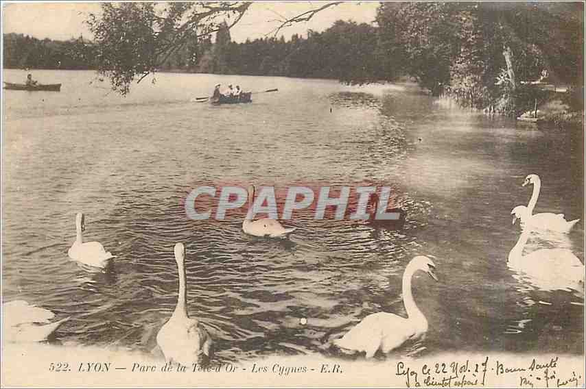 CPA Lyon Parc de la Tete d'Or Les Cygnes 