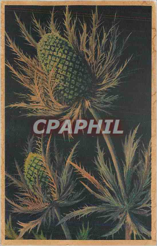CPA Chardon Bleu dit Roi des Alpes Eryngium Alpinum 