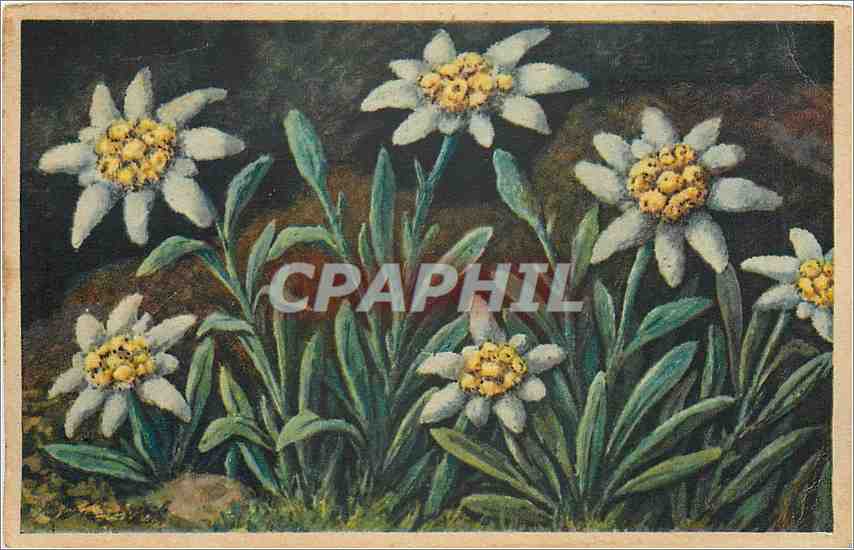 CPA Leontopodium Alpinum Fleurs