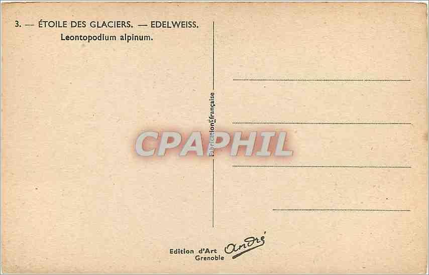 CPA Leontopodium Alpinum Fleurs — Rückseite