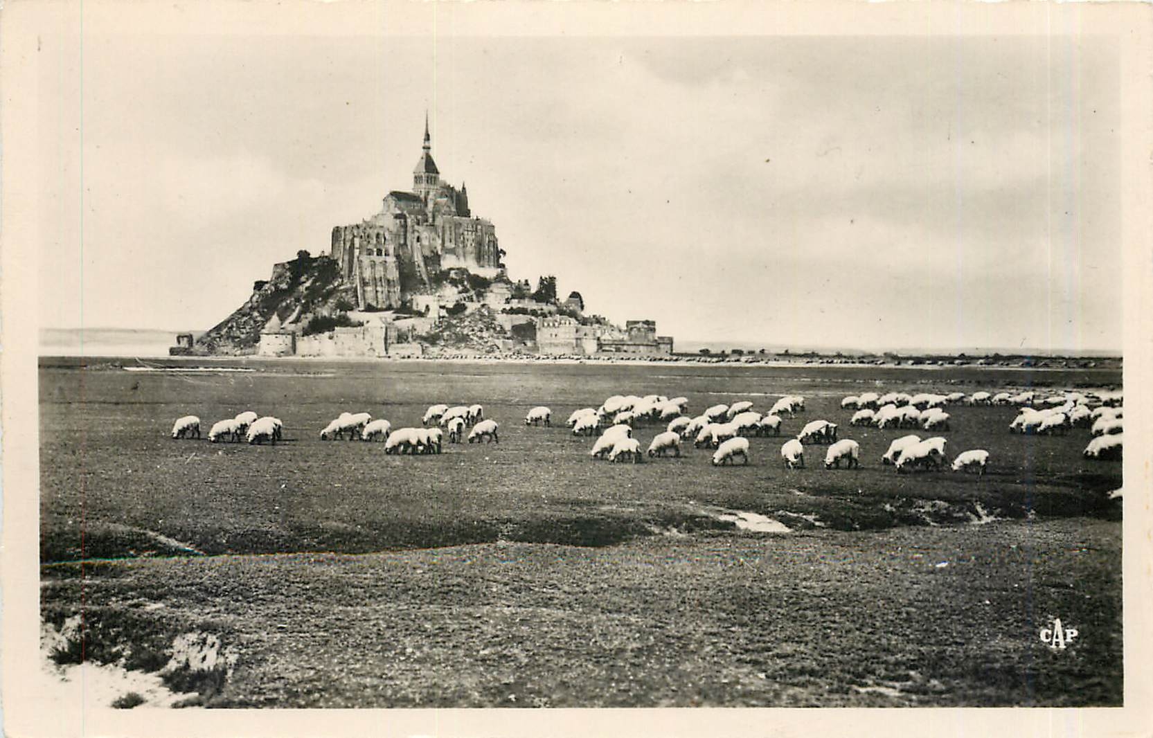 CPM Mont St Michel Troupeau de Moutons sur les Pres Sales 