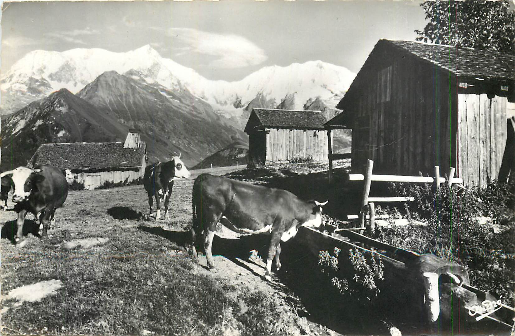 CPM Paysages Alpestres Paturage et vieux chalets en Montragne  Vaches