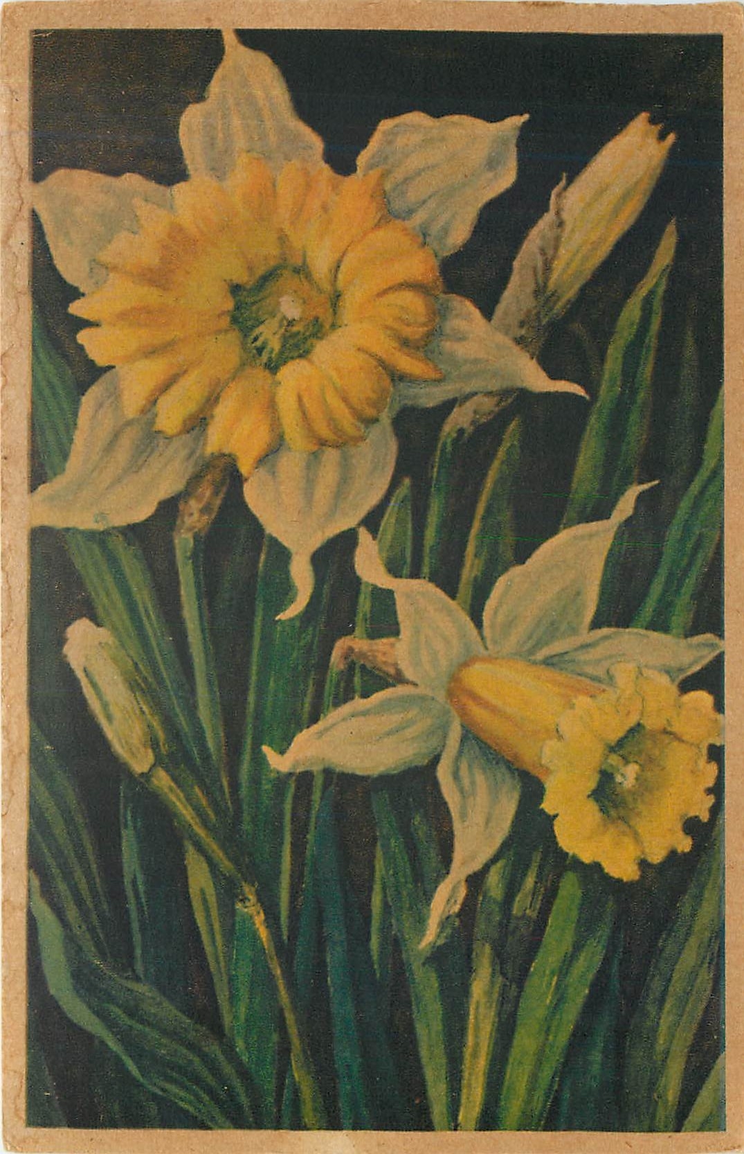CPA Jonquille Narcissus Pseudonarcissus Fleurs