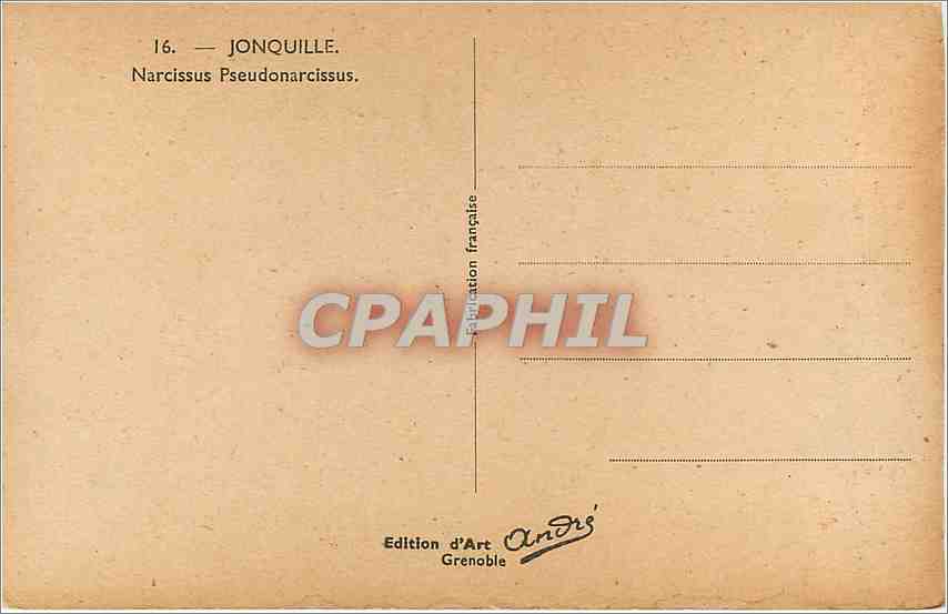 CPA Jonquille Narcissus Pseudonarcissus Fleurs — Rückseite