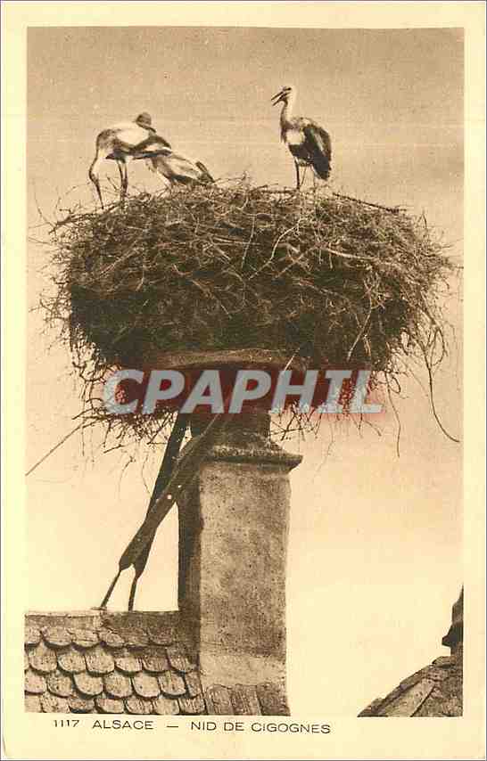 CPA Alsace Nid de Cigognes 