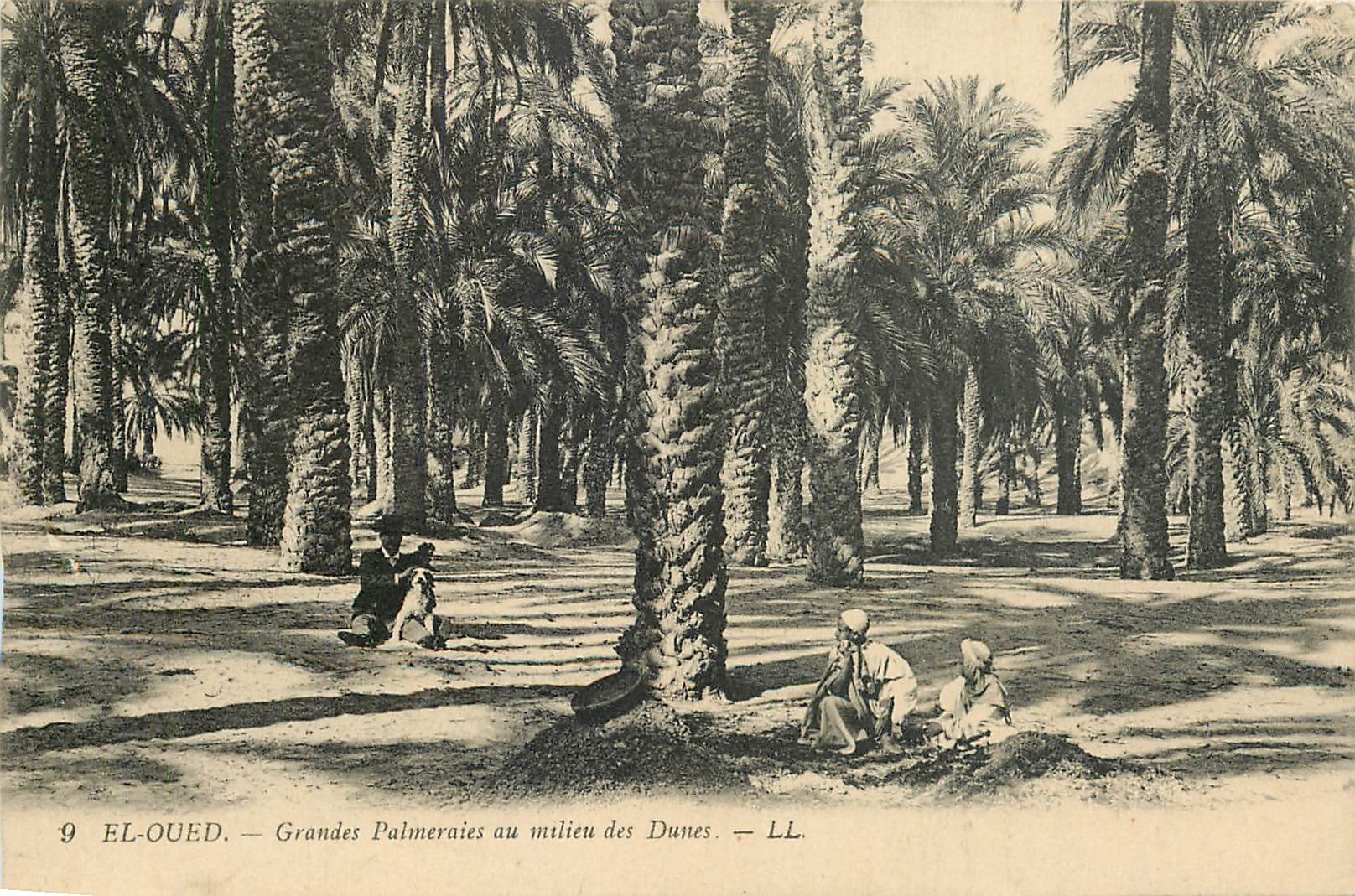 CPA El Oued Grandes Palmeraies au milieu des Dunes 