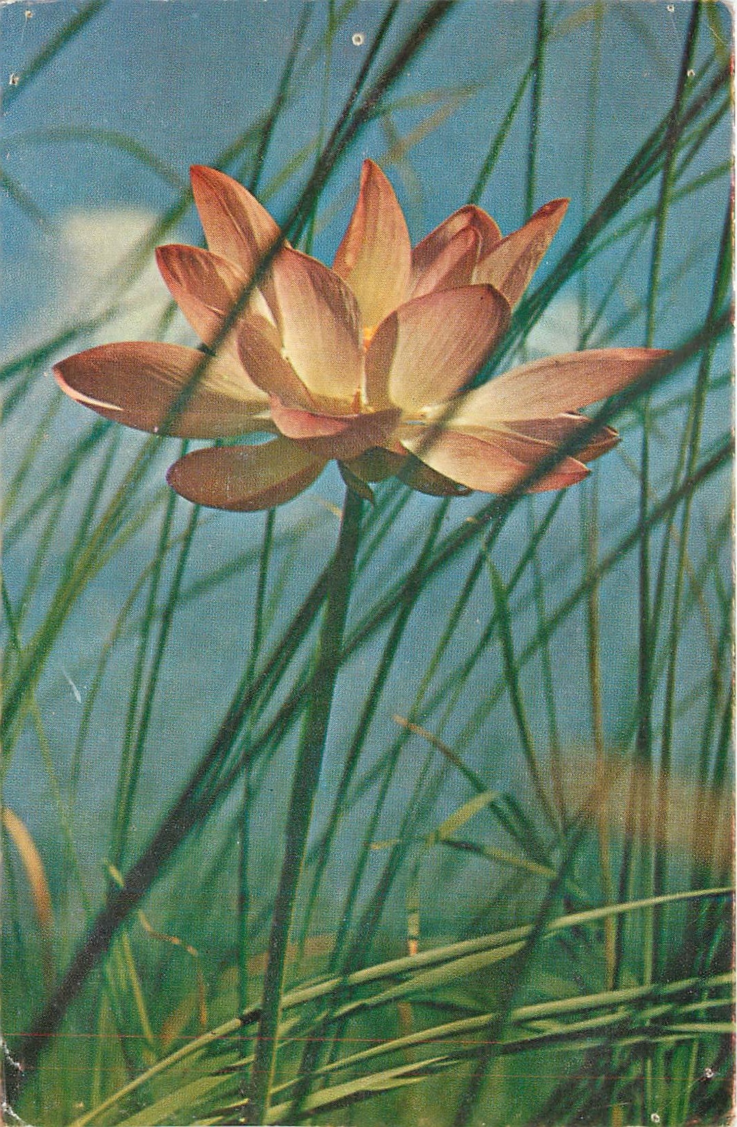 CPA Lotus Fleurs