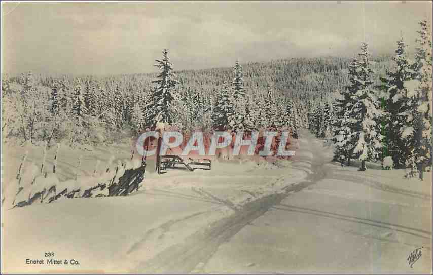 CPA Arbres sous la neige