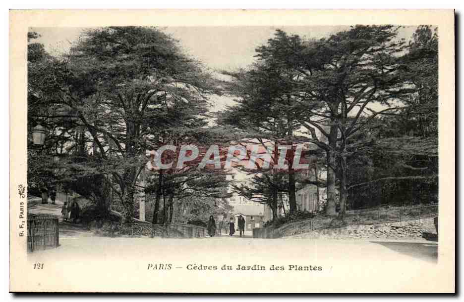 Paris -5 - Cedres du Jardin des Plantes- CPA 
