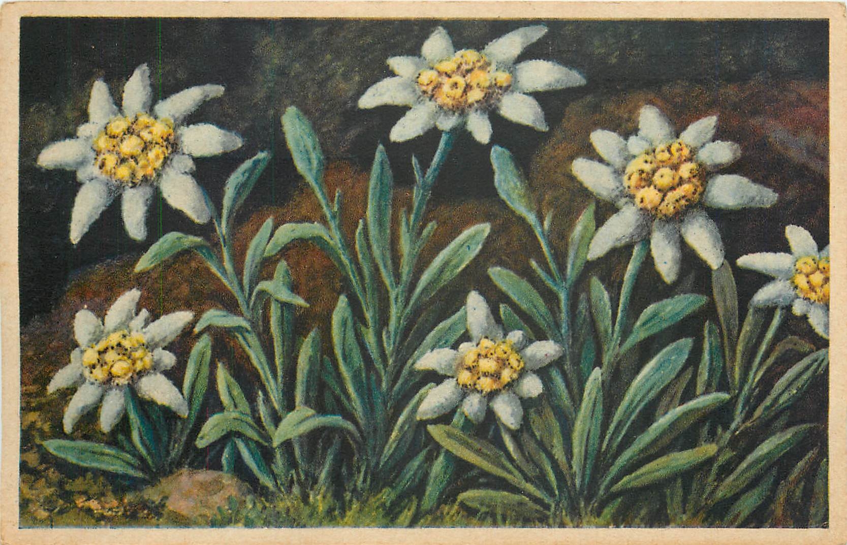 CPA Etoile des Glaciers Edelweiss Leontopodium alpinum Fleurs