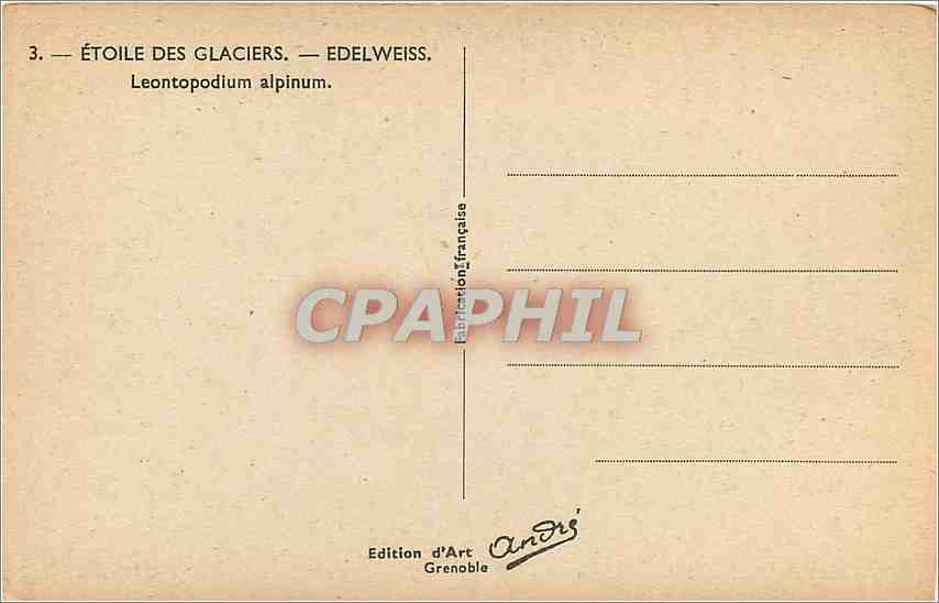 CPA Etoile des Glaciers Edelweiss Leontopodium alpinum Fleurs — Rückseite