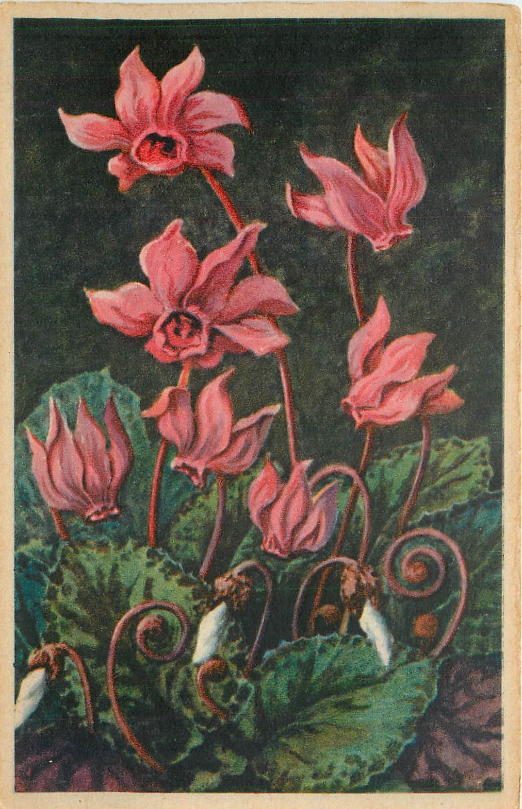 CPA Cyclamen Europaeum 