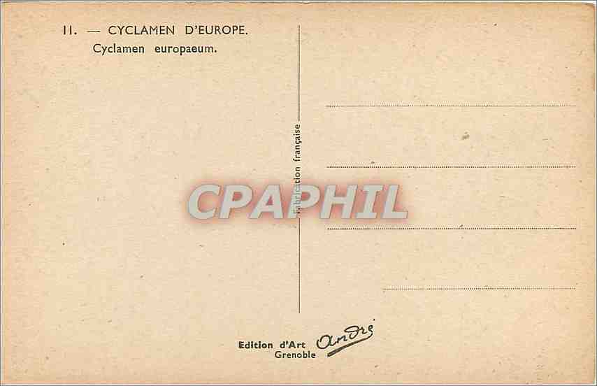 CPA Cyclamen Europaeum  — Rückseite