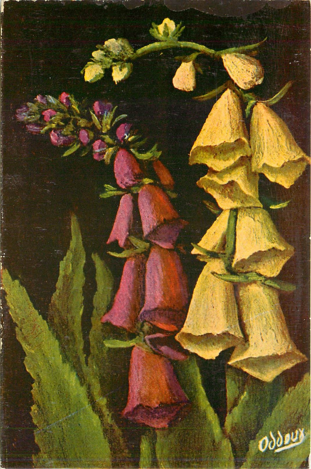 CPA Digitalis Purpurea et Ambigua 