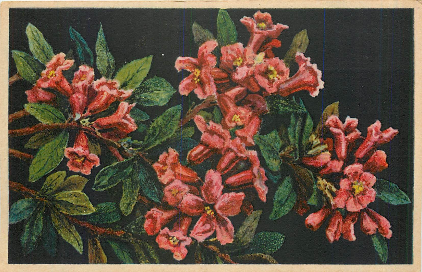 CPA Rhododendron Ferrugineum 