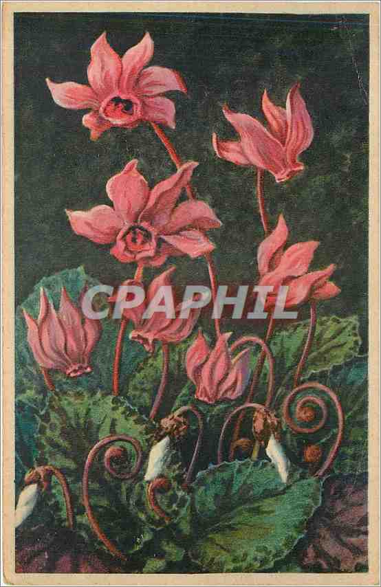 CPA Cyclamen Europaeum 