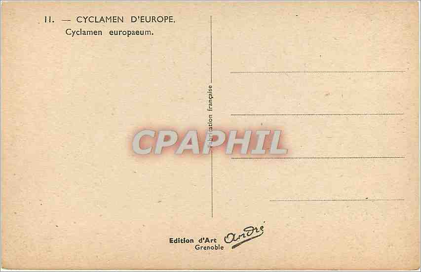 CPA Cyclamen Europaeum  — Verso