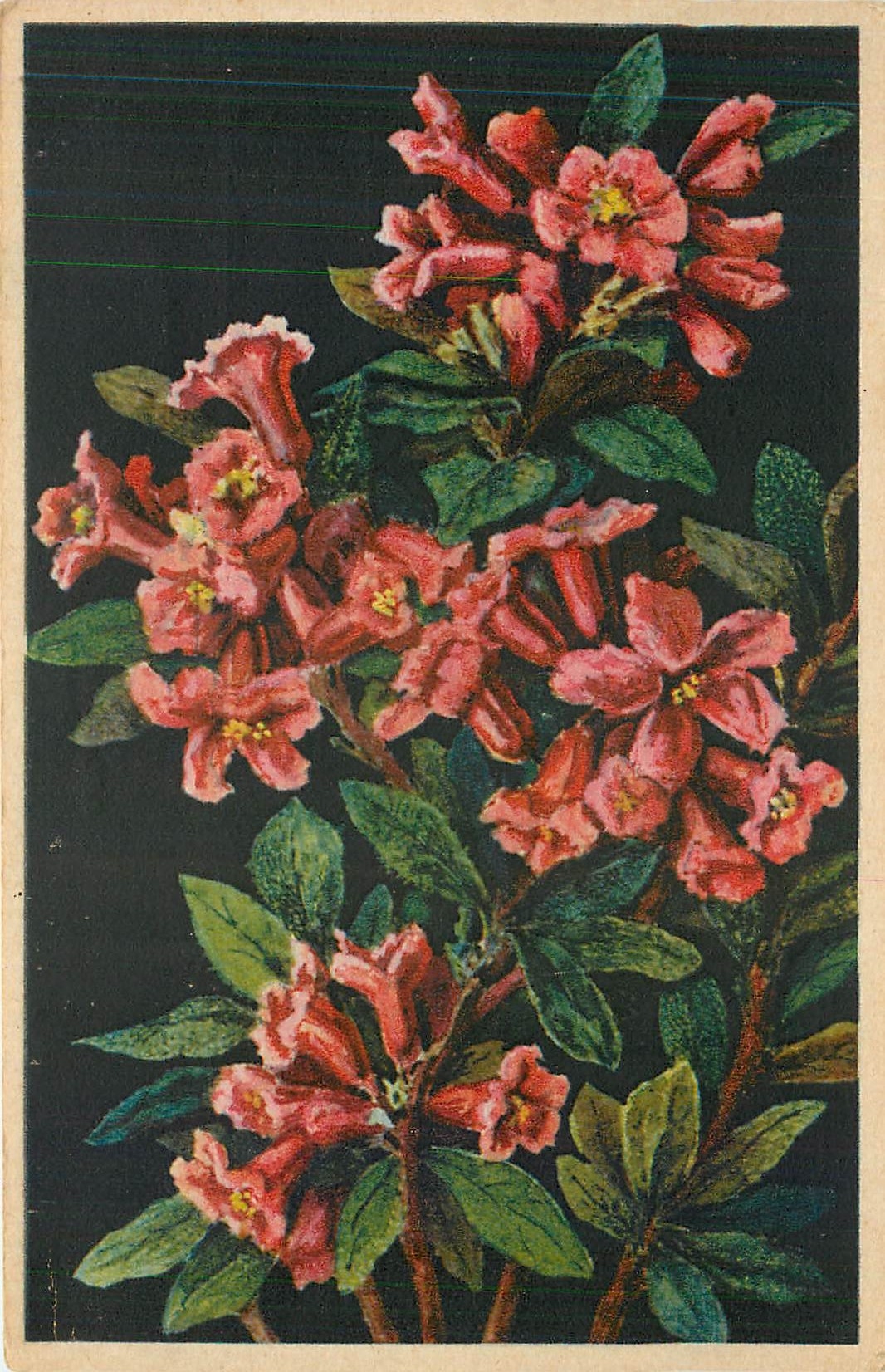 CPA Rhododendron Ferrugineum 