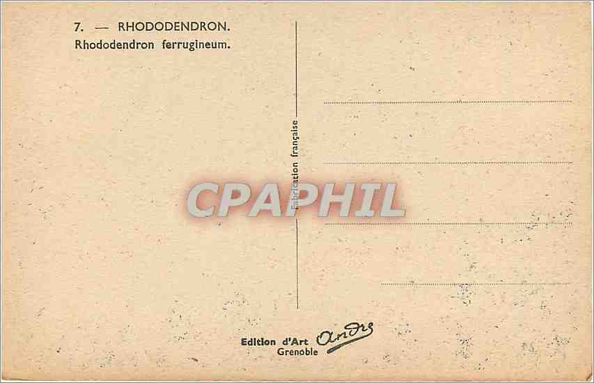 CPA Rhododendron Ferrugineum  — Back