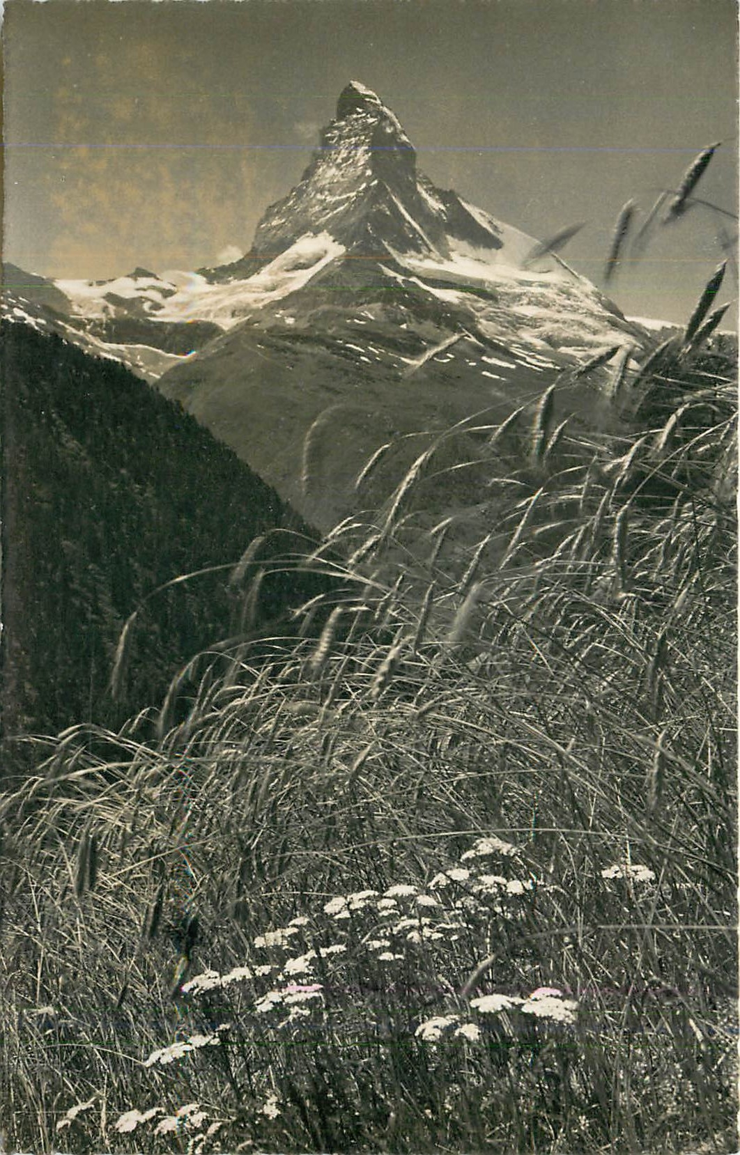 CPM Findelen ob Zermatt Blick vom hochstgelegenen Getreideacker Europas auf Matterhorn 