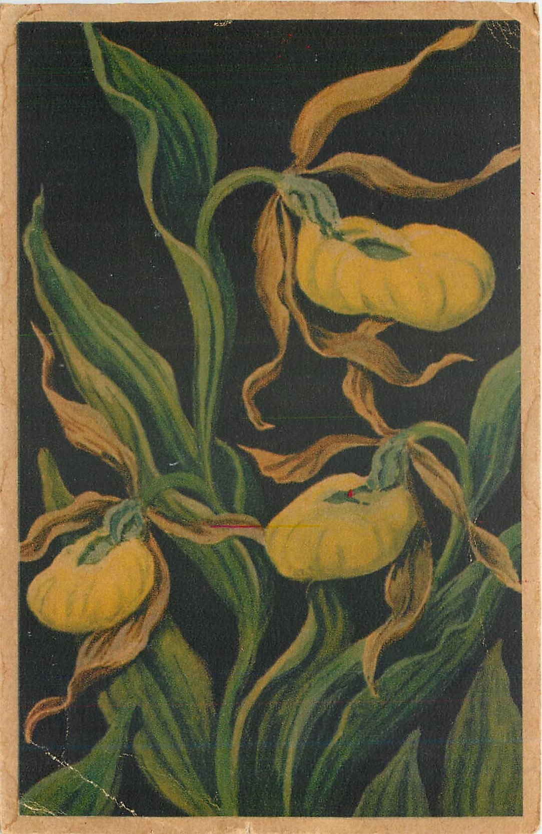 CPA Sabot de Venus Cypripedium Calceolus 